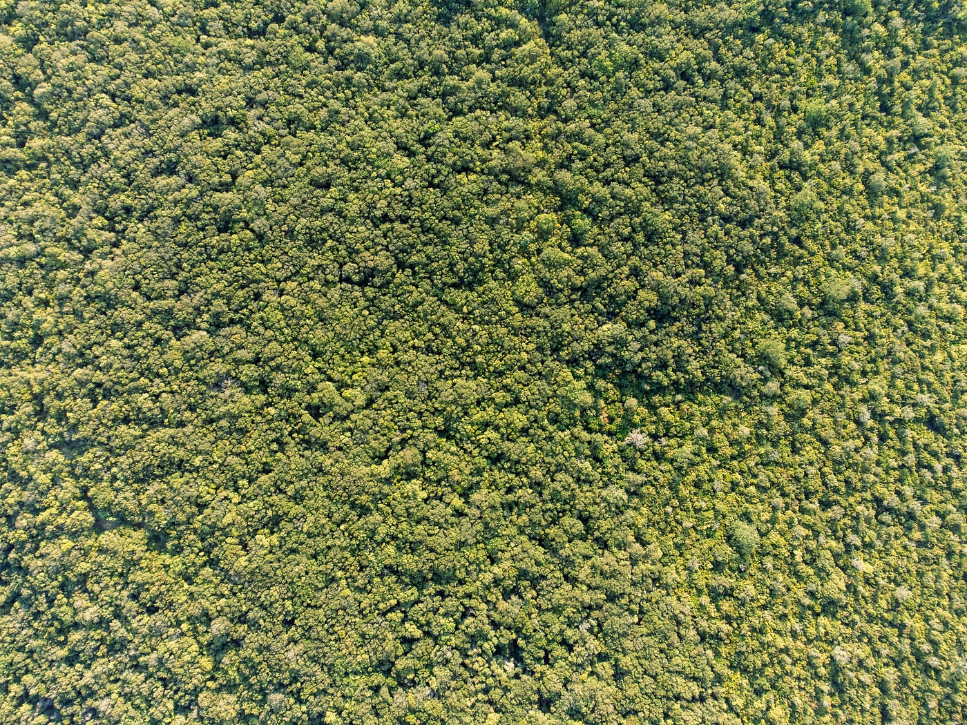 The canopy of a forest in Tuscany, Italy. (Photo by Christian Dübendorfer on Unsplash)