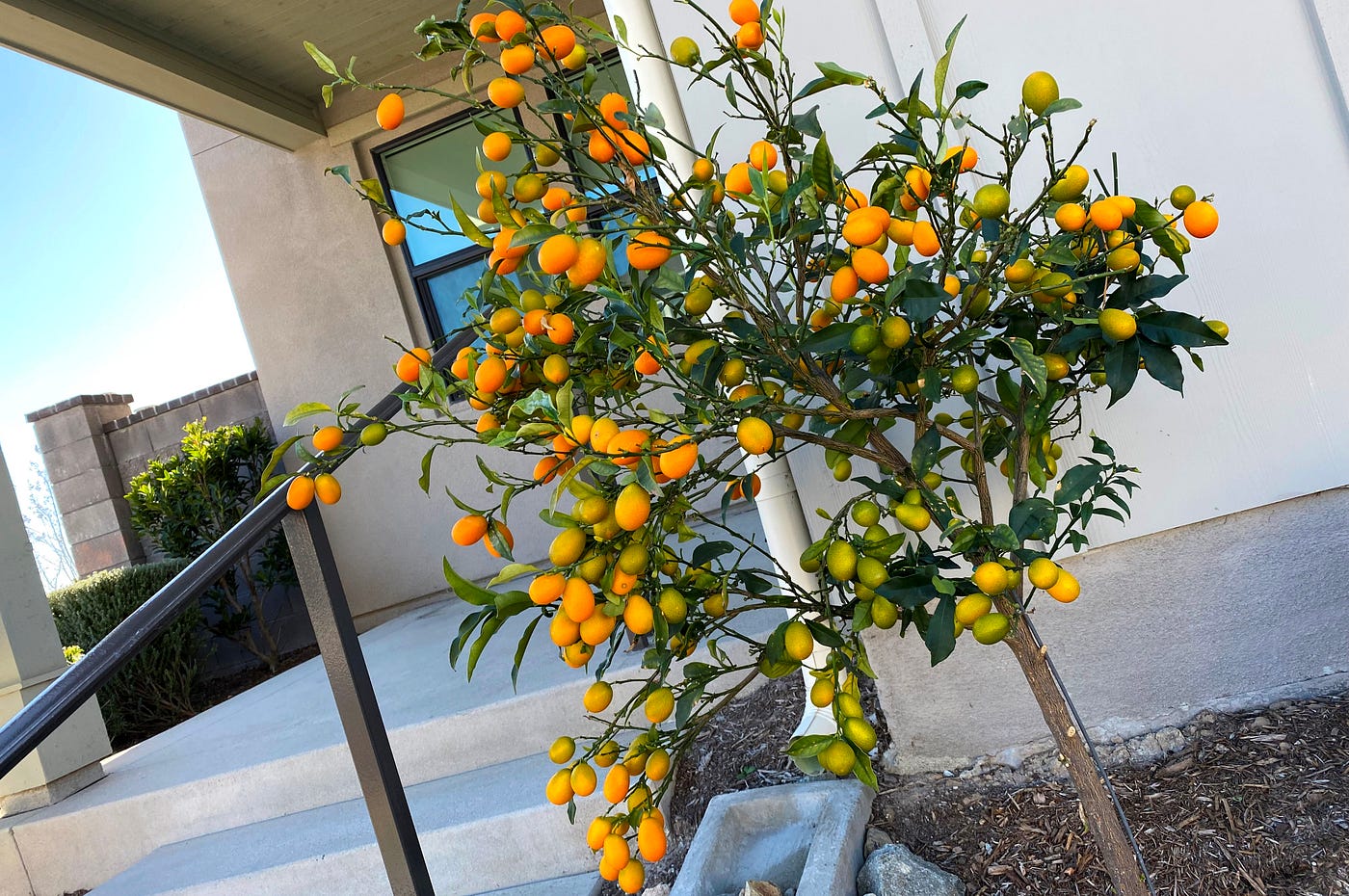 Kumquat fruits: Image by author