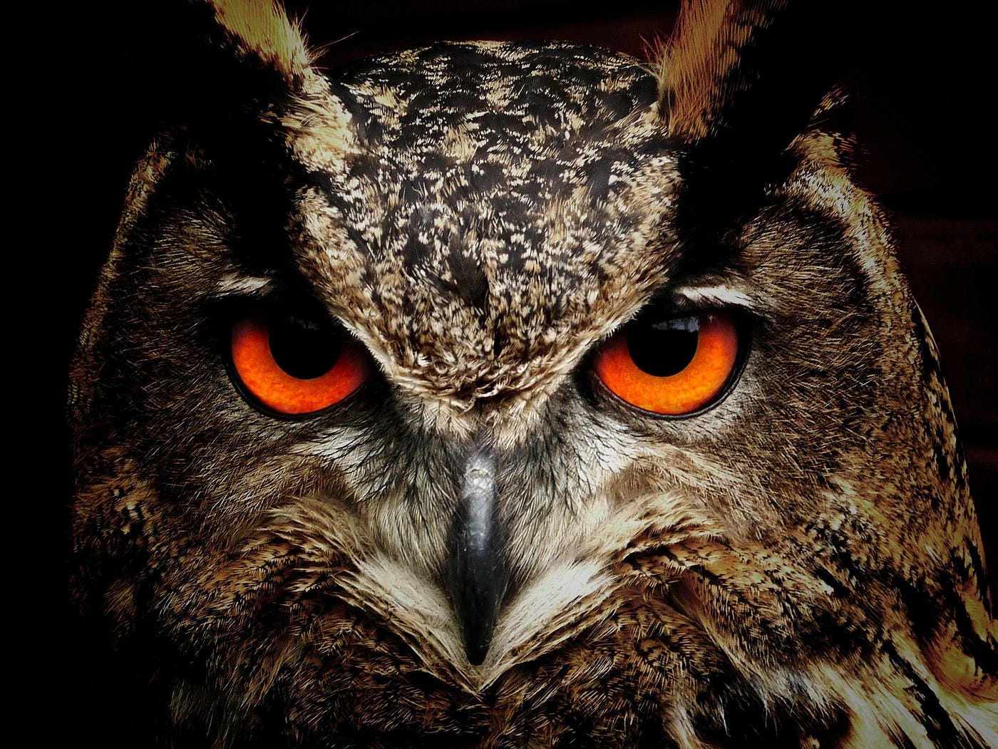A Night Owl Rants About Early Birds | MuddyUm