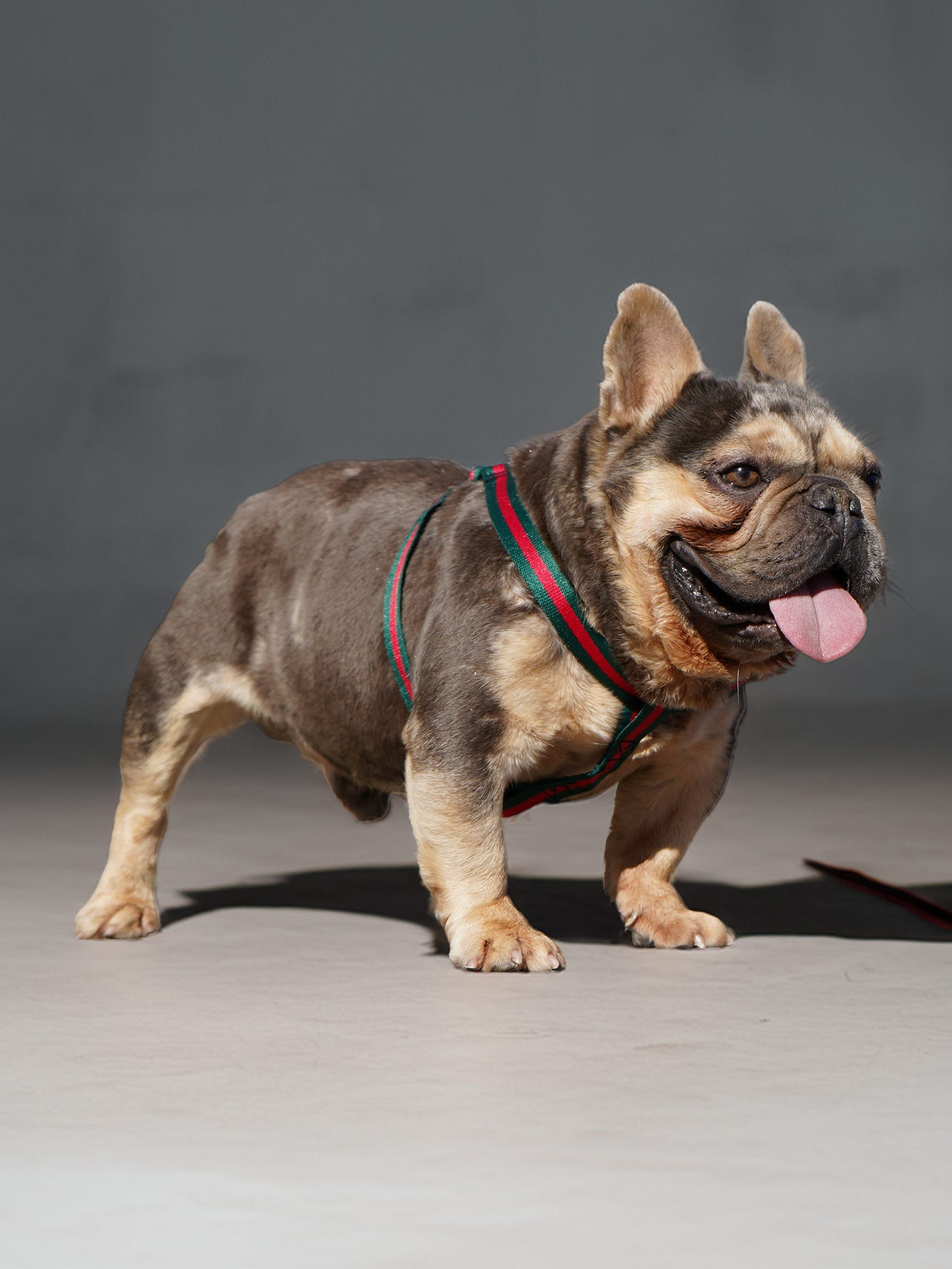 Unlocking Exotic French Bulldog Genetics: The Rise of the Merle & Fluffy Carriers