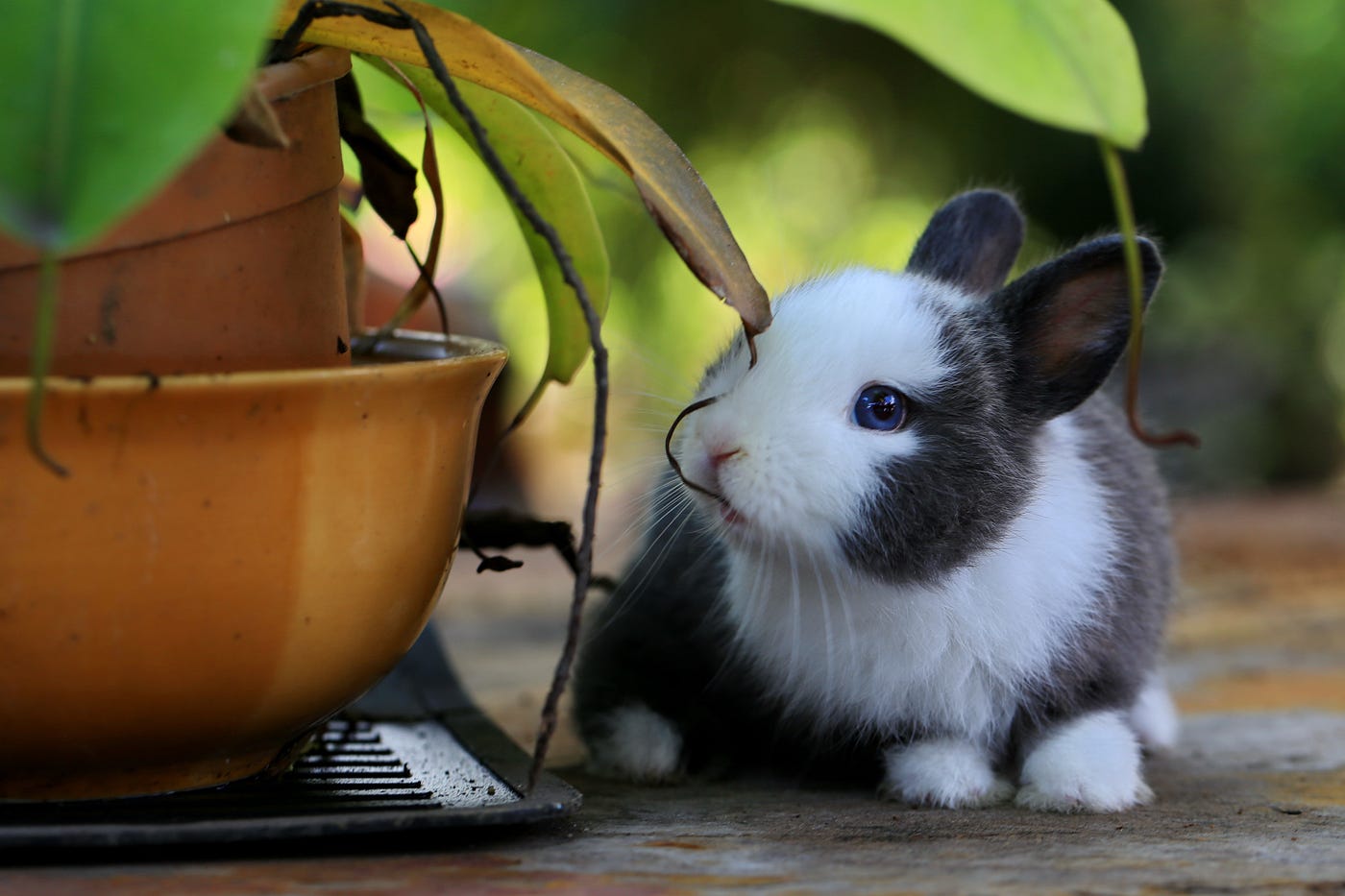 Bunny Relaxation Scale  Pet bunny rabbits, Rabbit cages, Rabbit