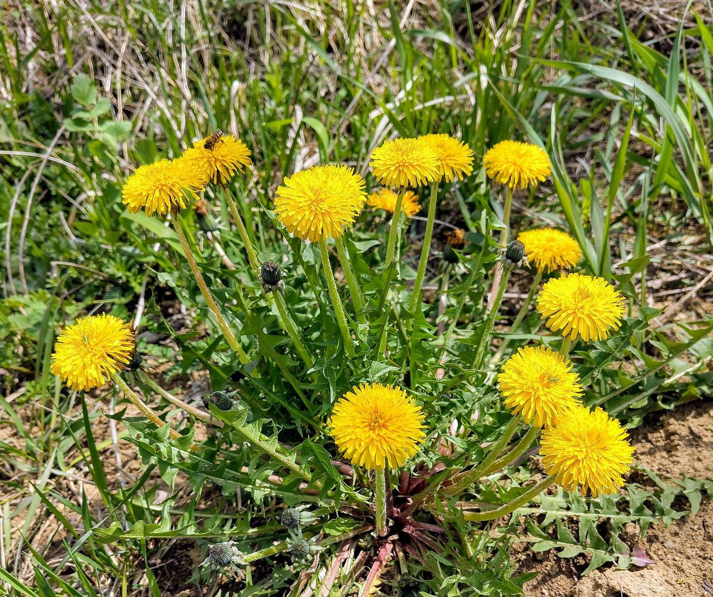 Yes, it’s the humble dandelion, that’s my favorite flower | All photos belong to the author