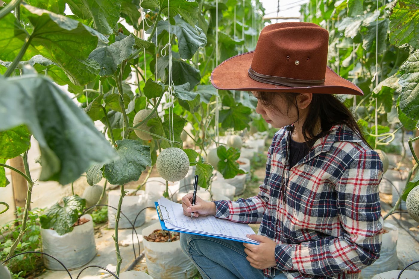 Techniques to Increase Crop Yield: An Extensive Overview