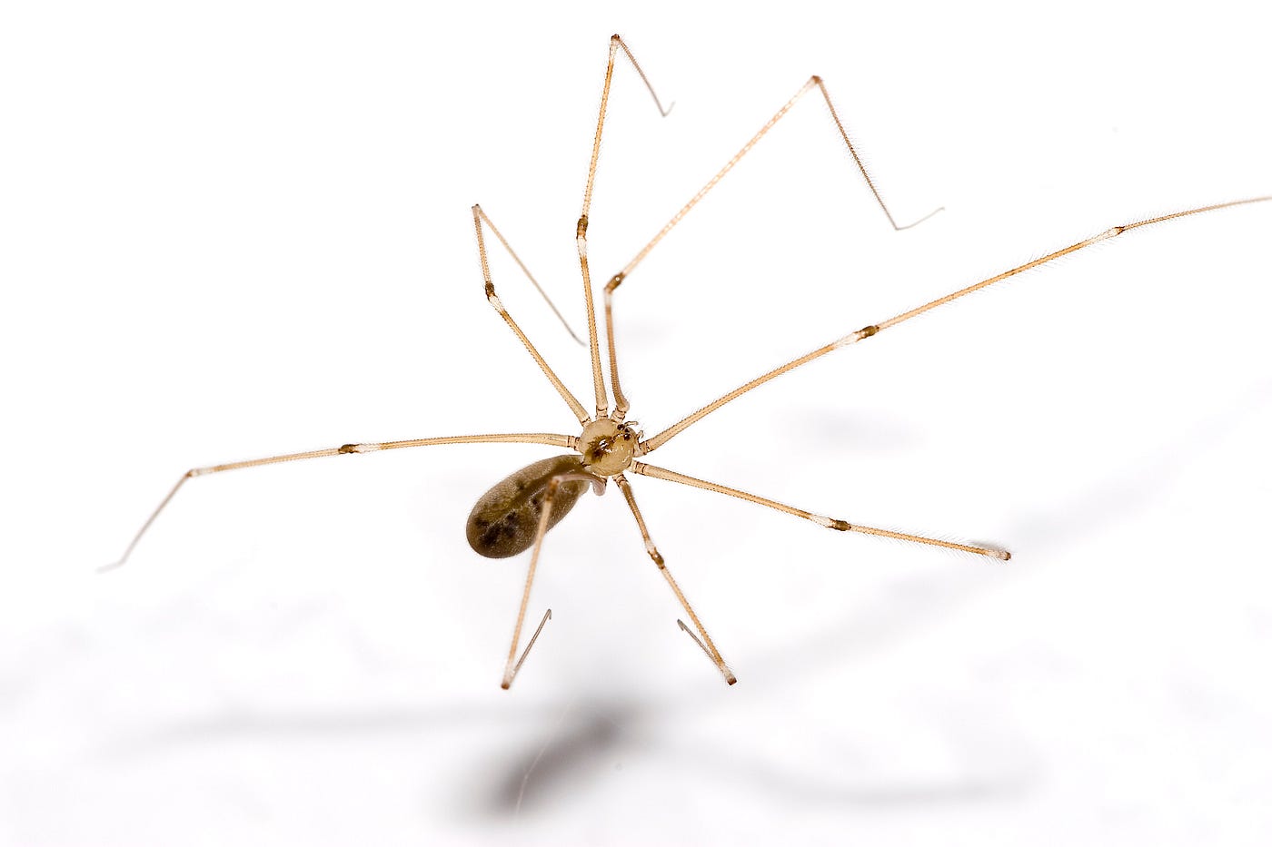 Daddy Longlegs Risk Lifeand Especially Limbto Survive