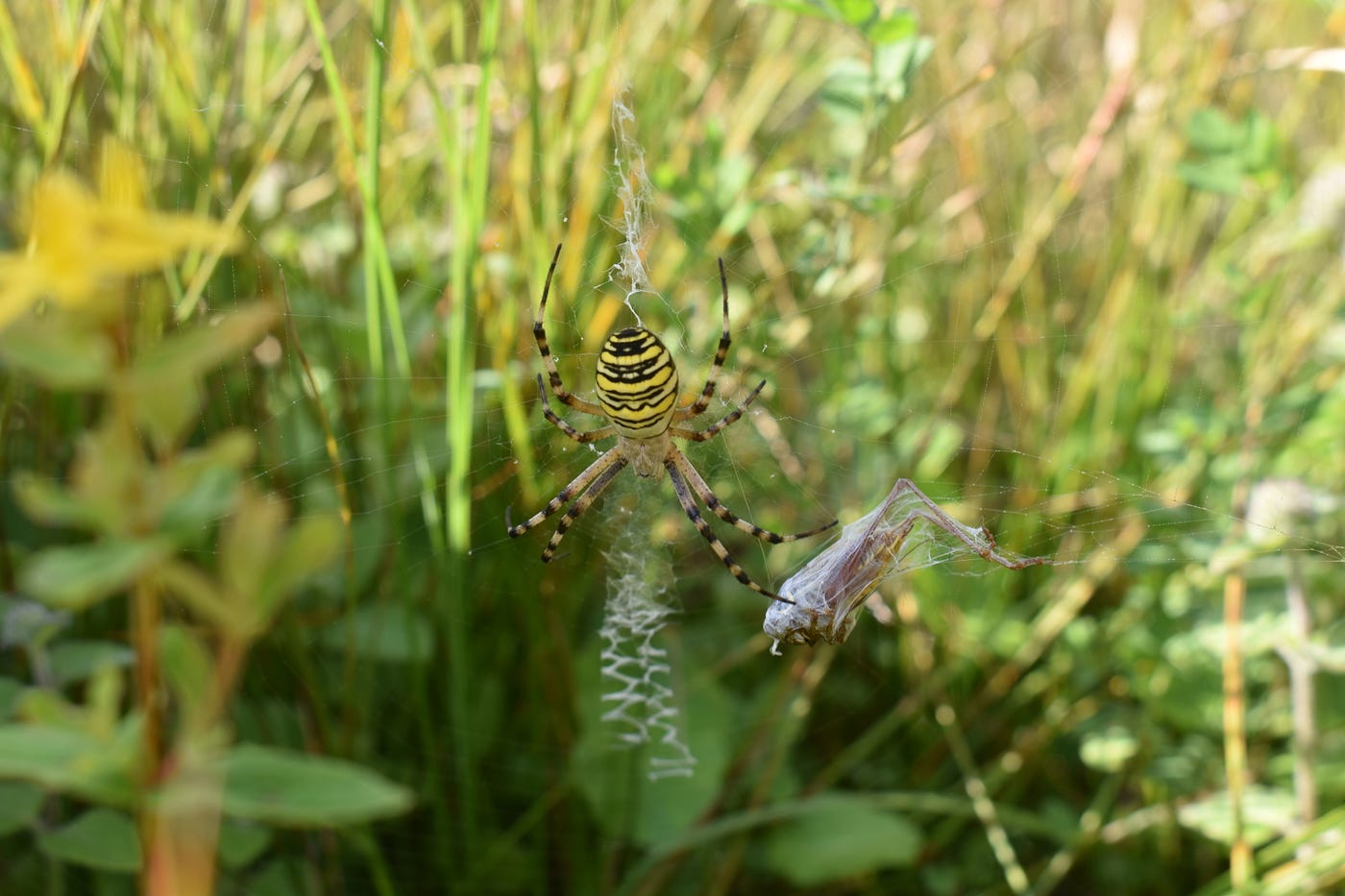 Lors de notre visite d’une des prairies du marais de Goërmel, l’argiope frelon nous fait cadeau d’une scène de chasse…