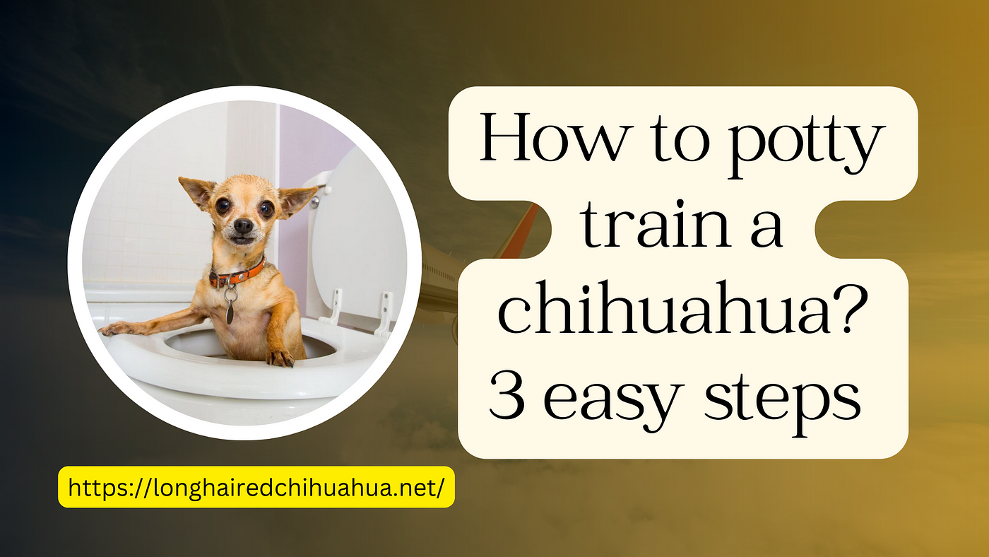 How to Potty train a Long-Haired Chihuahua Puppy? 3 easy steps | by  Shakeelnasir | Medium