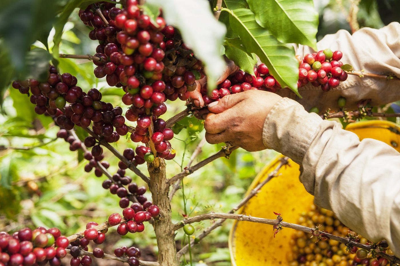 Stay Tuned: Interpreting Coffee Futures, 10 April 2024