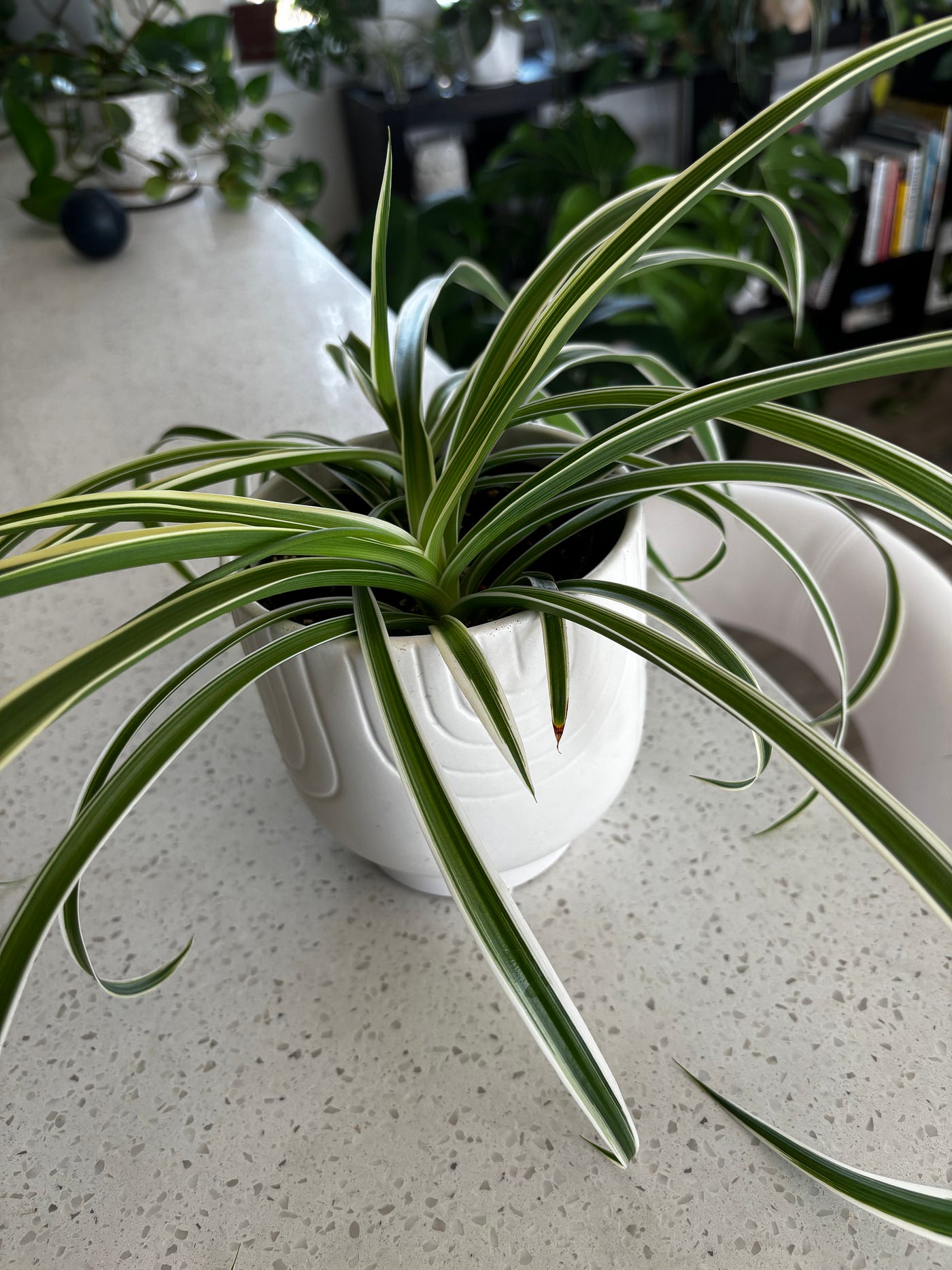 Lifestyle: How I Propagate Spider Plants | by Loudwhisper | Medium