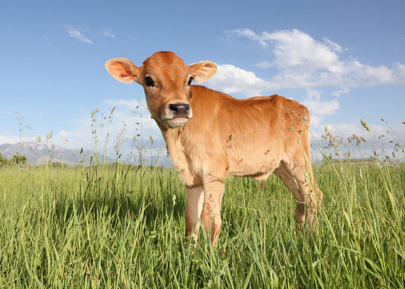 Introduction to Mini Cows: A Fascinating Trend in Indian Agriculture, by  Homeopathic Pet Medicine