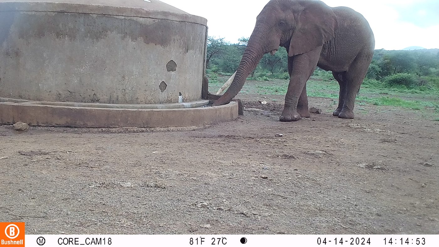Water for all: people, livestock and wildlife, as solar power springs 40-year-old borehole to life