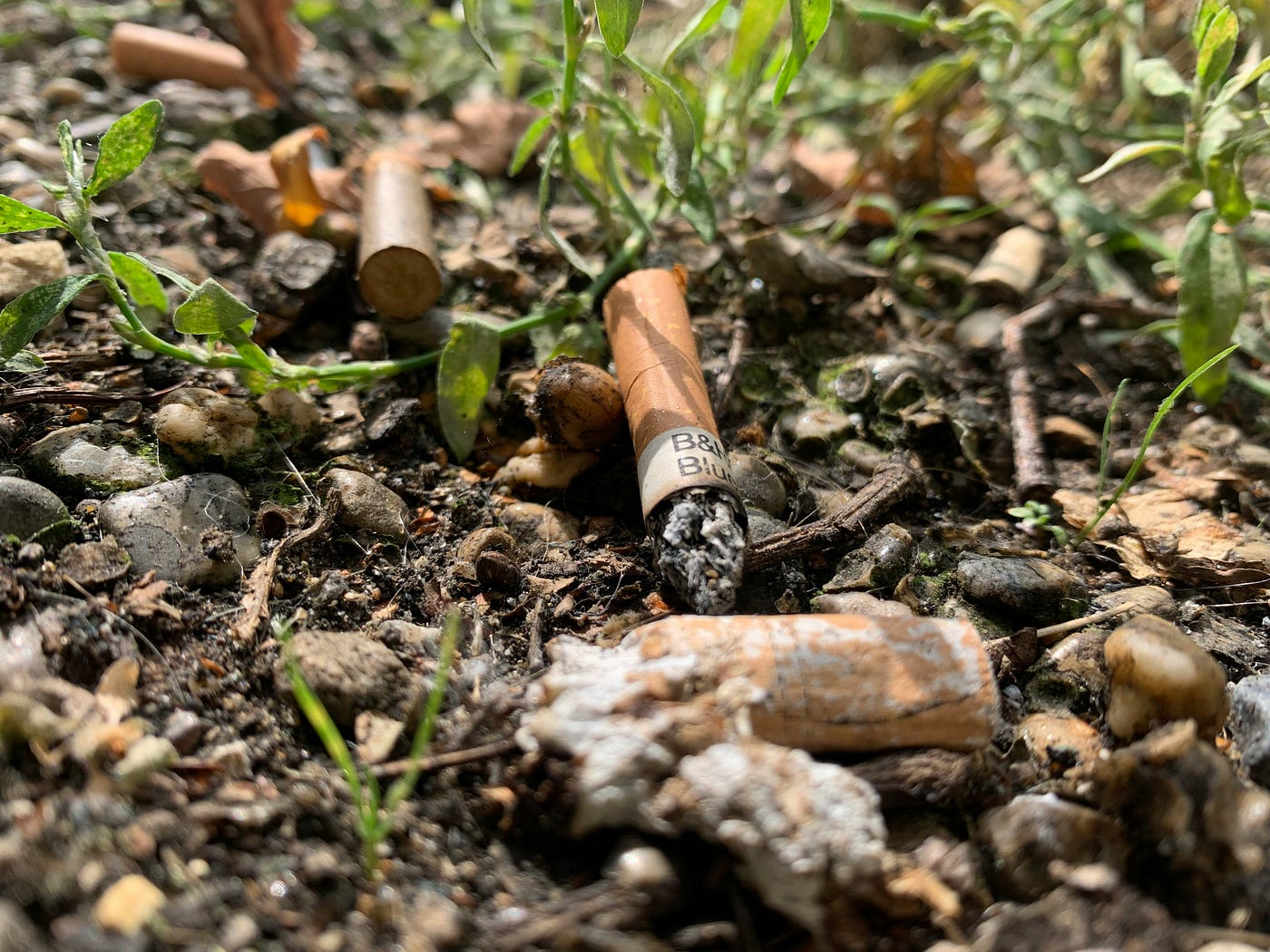 cigarette bush To the Tourist Who Flicked a Cigarette Into a Bush Only Months After Maui's  Fire | by Maria Nazos | Scribe