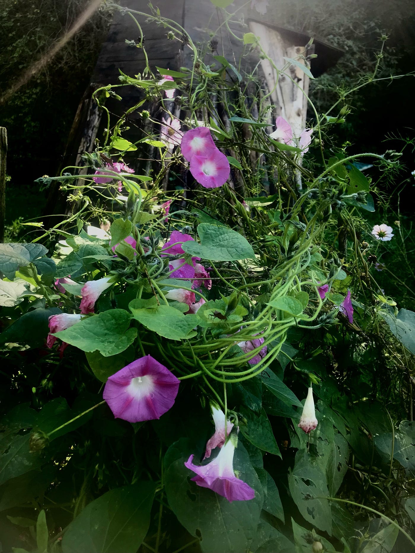 Conscious Manifestation of Randomness