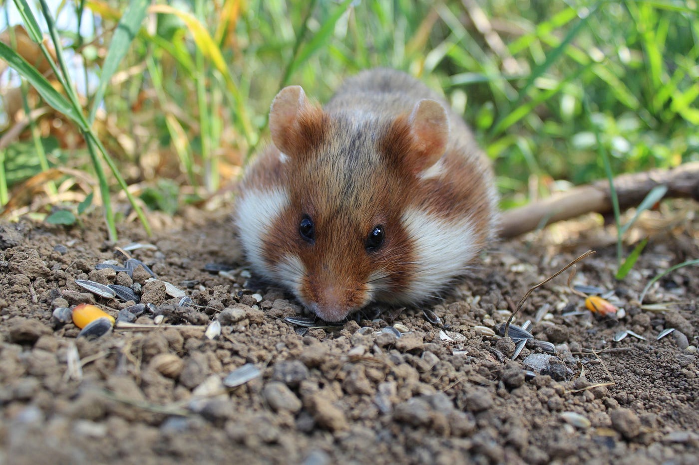 Hamsters: Diet, habits & types