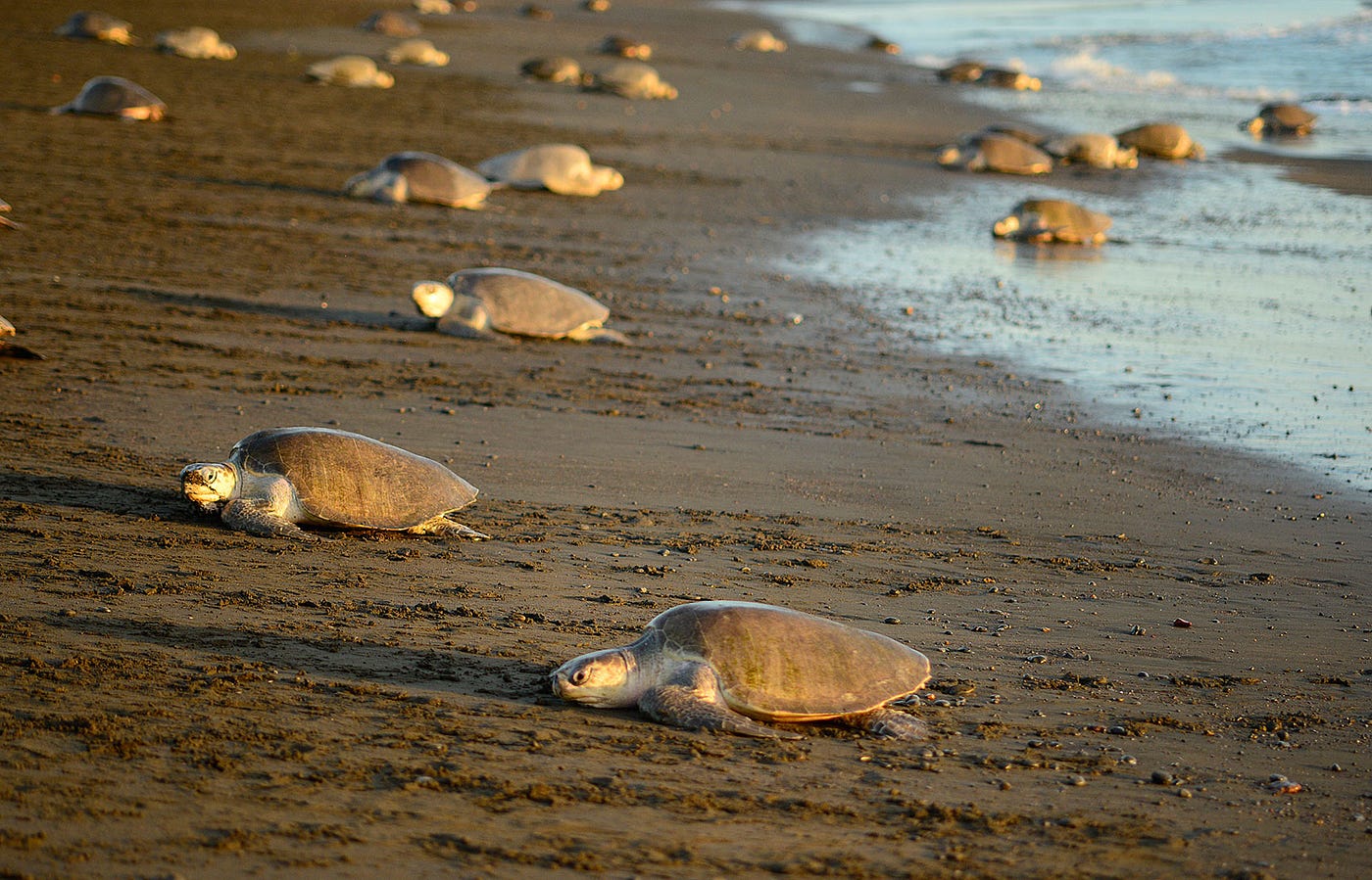 Releasing Baby Turtles into the Ocean - My Organized Chaos