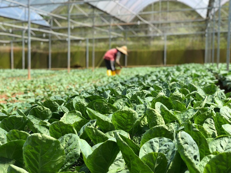 silicone spreader for agriculture use