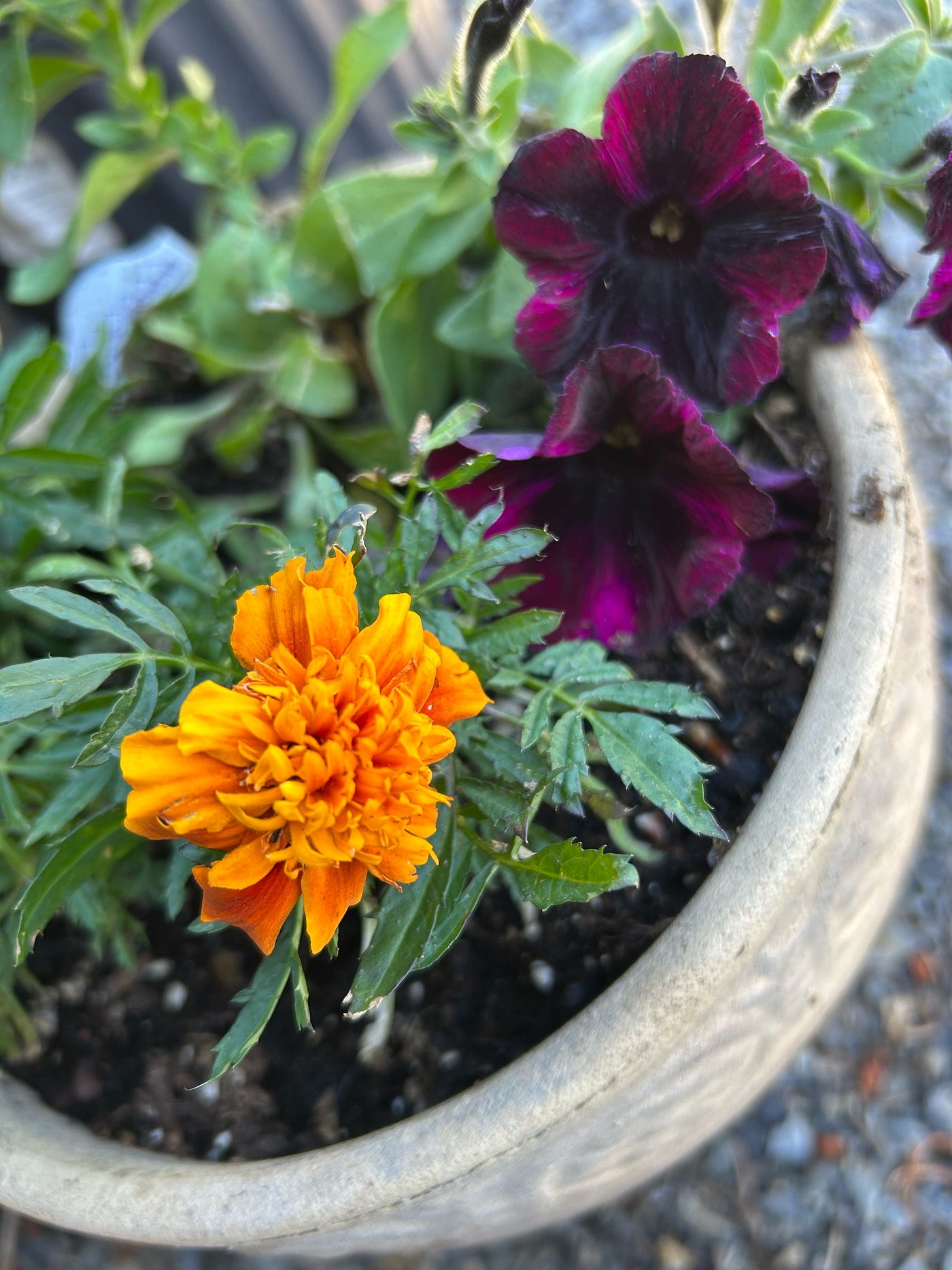 marigold and petunia, author’s photo