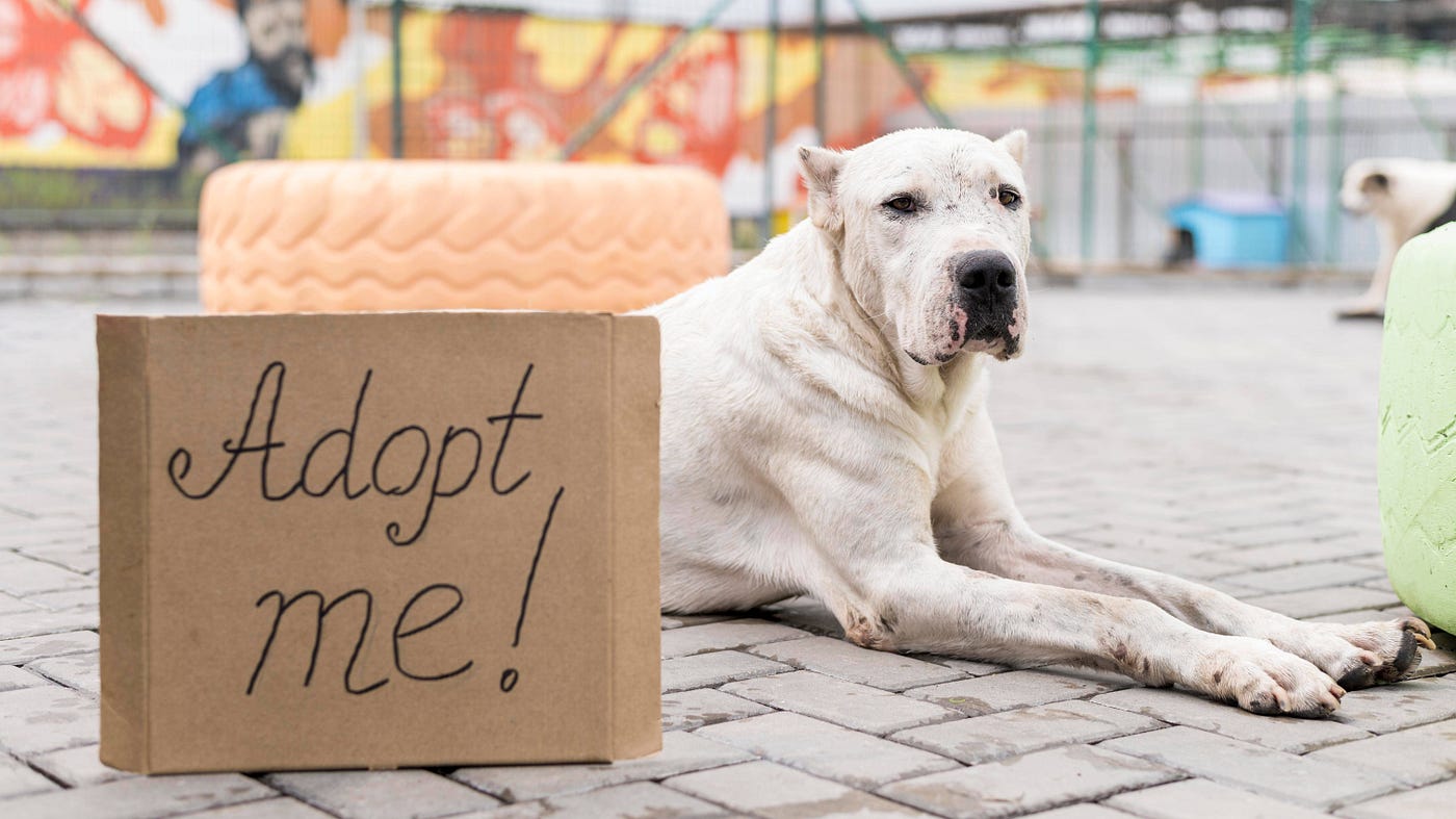 What Are Signs That a Dog Needs to Pee?