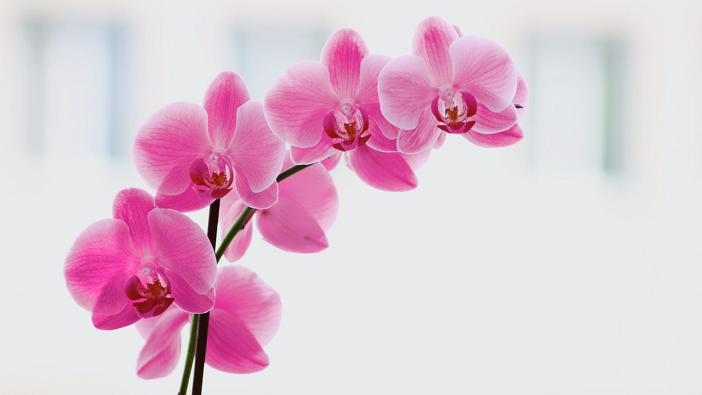 The Complete Guide to Mounted Orchids - Orchid Bliss