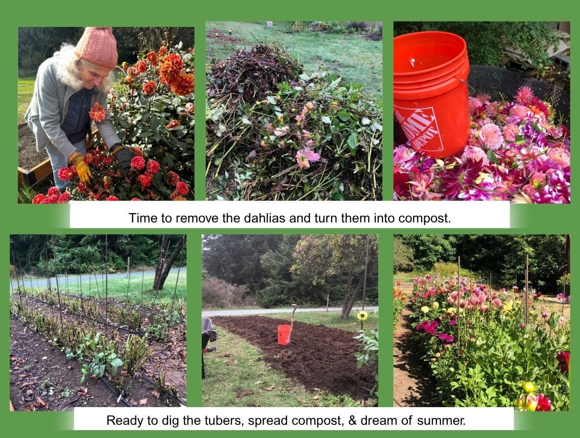 저자가 달리아 정원에서 찍은 사진 6장. 잘린 줄기와 꽃은 퇴비 속에 있고, 정원은 비어 있으며 퇴비가 뿌려져 있고, 여름철에 꽃이 활짝 핀 모습입니다.<BR>