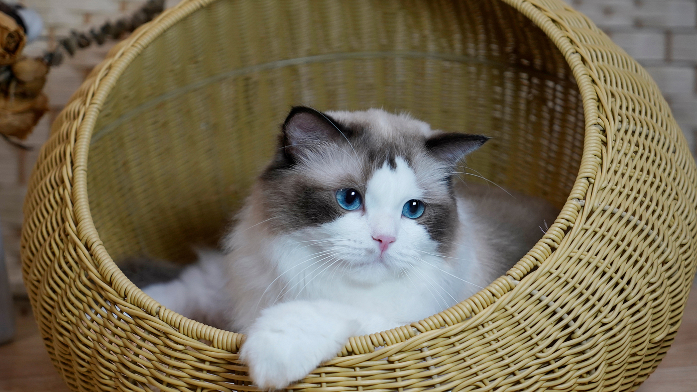 Strange, Surprising Secrets for Faithful Feline Followers