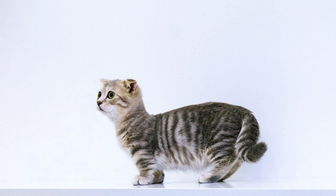 8 things I learned from breeding 30,000 digital cats on the blockchain | by  Derek Lau | The Startup | Medium