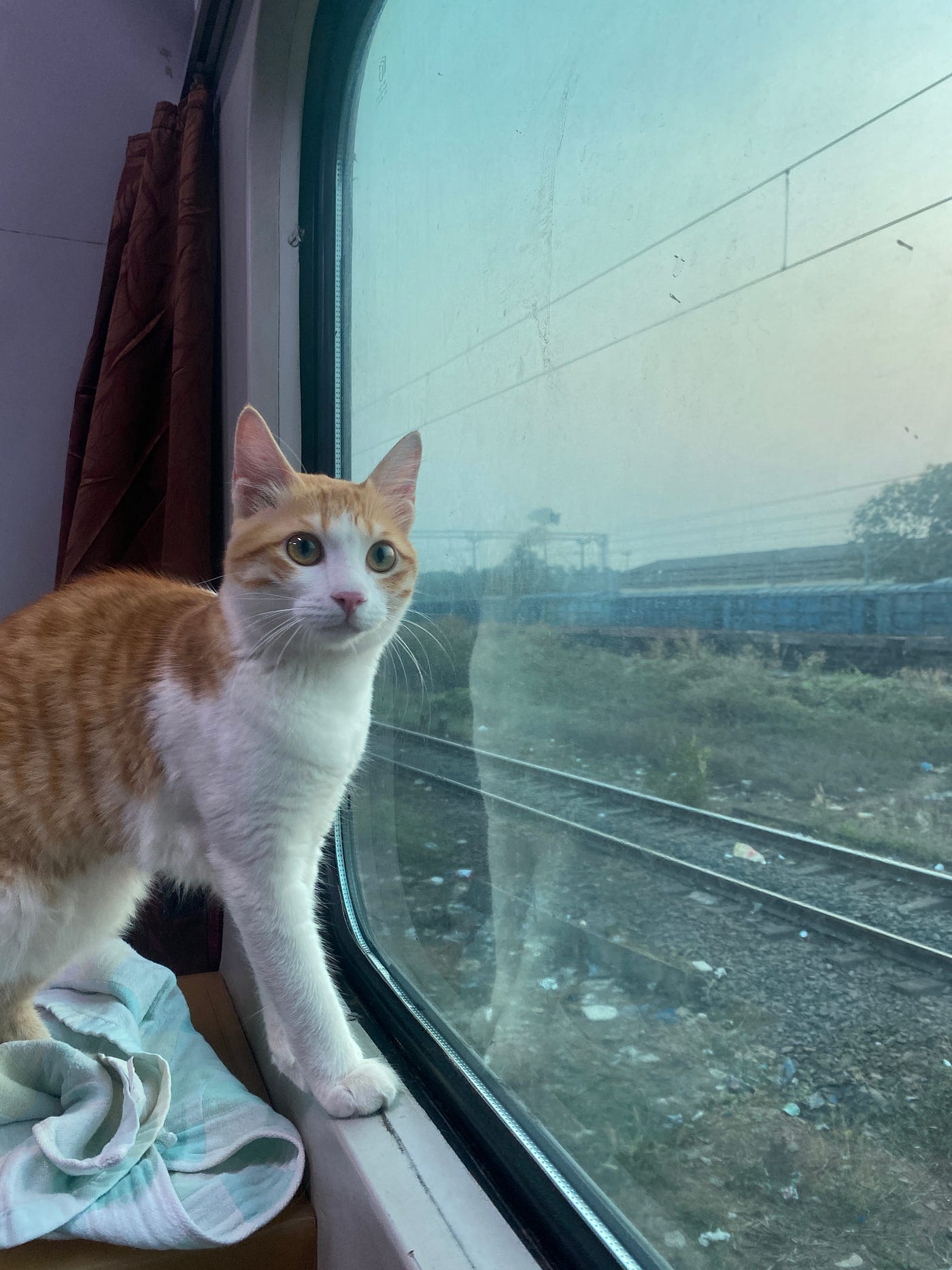 Cat on Train: A Purrfect Travel Adventure