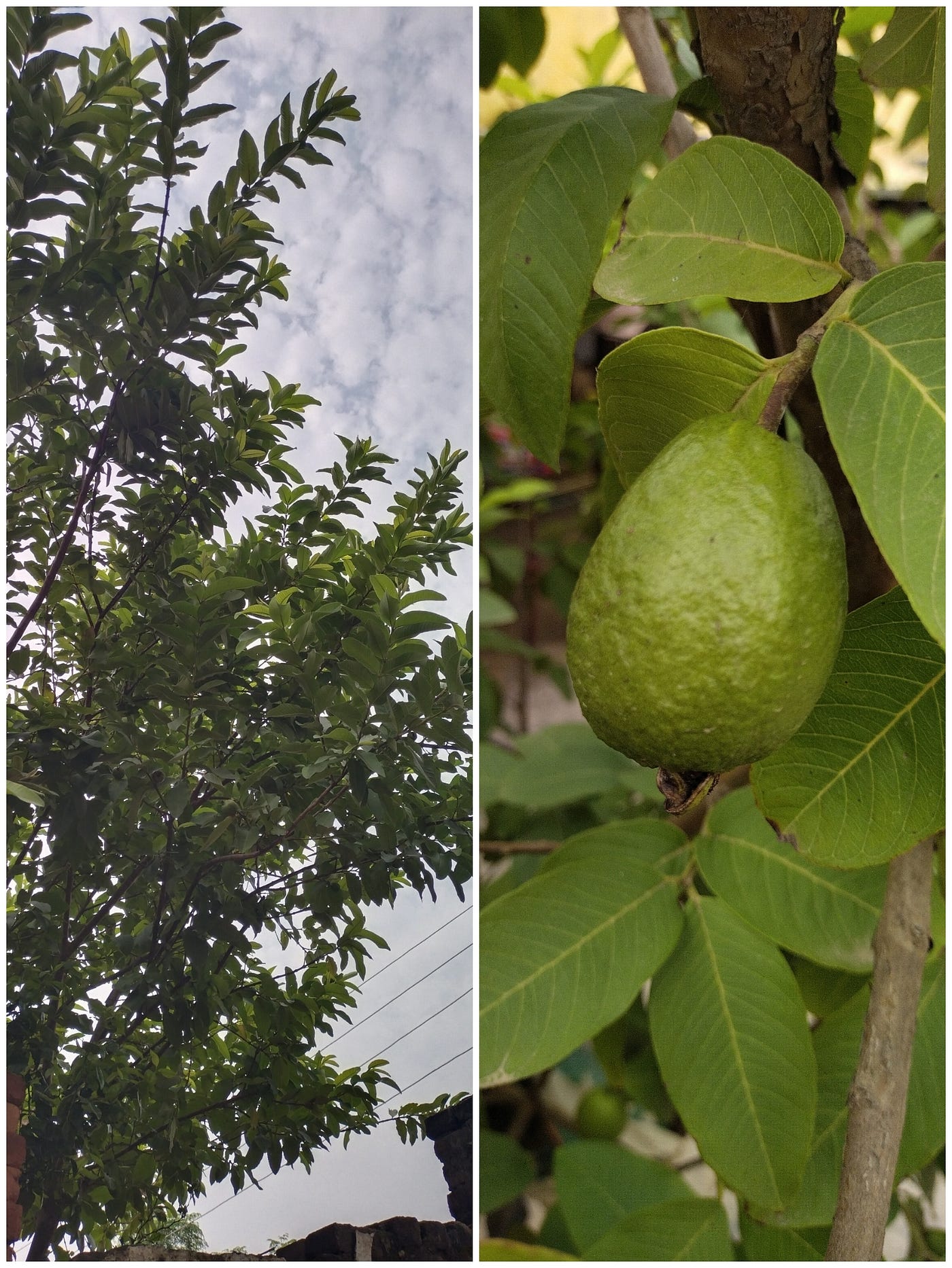 The Forgotten Benefits of Guava: From My Backyard to My Kitchen *Growing up in Punjab, we didn’t…
