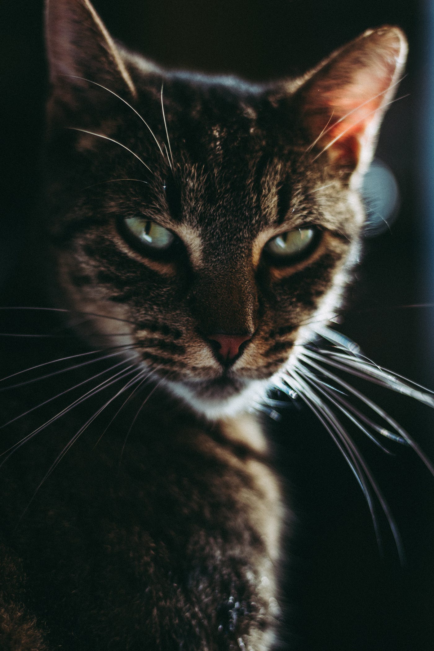 Foto de Norbert Buduczki en Unsplash