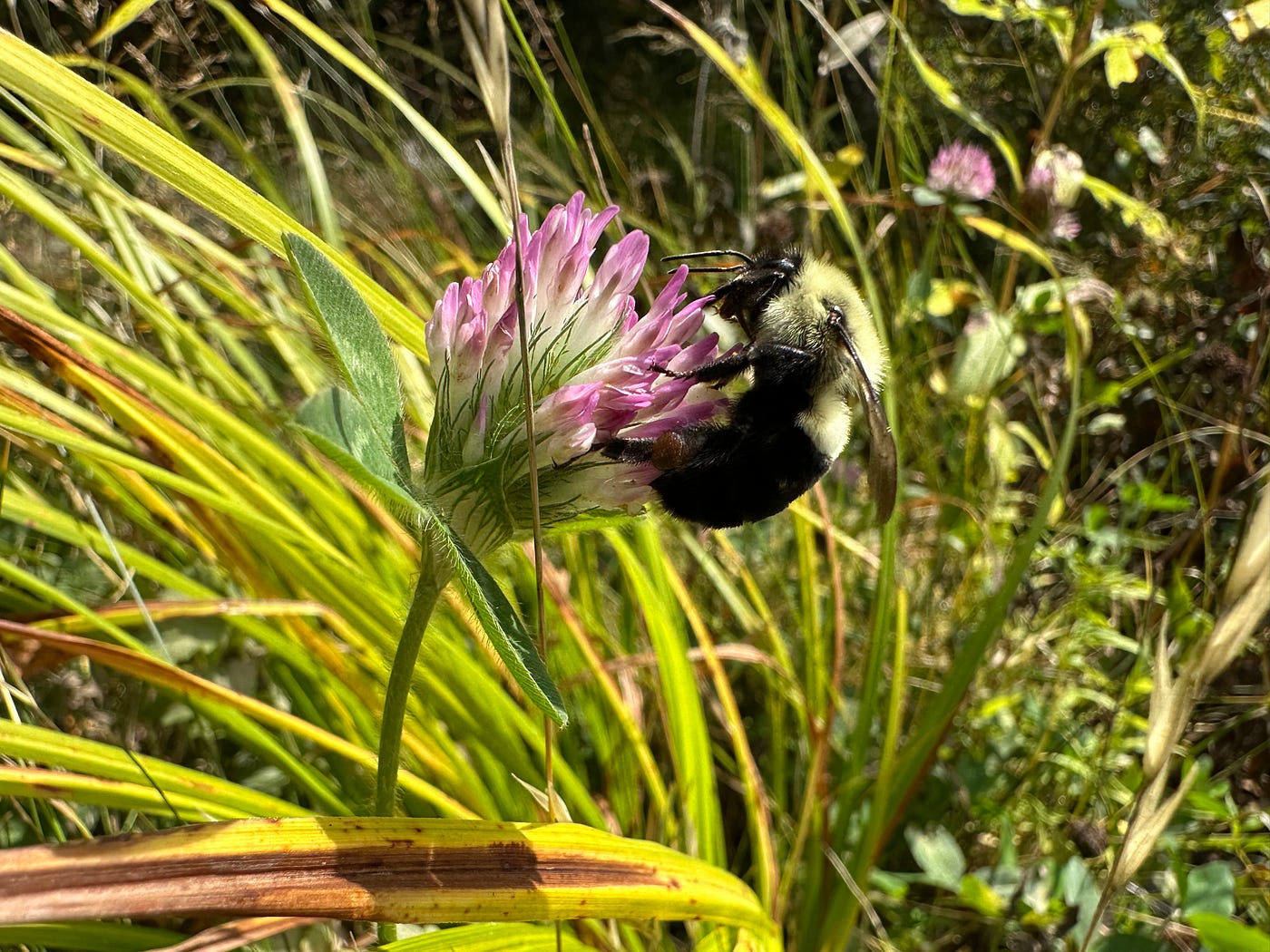 Managing Grasslands for Wild Bee Biodiversity