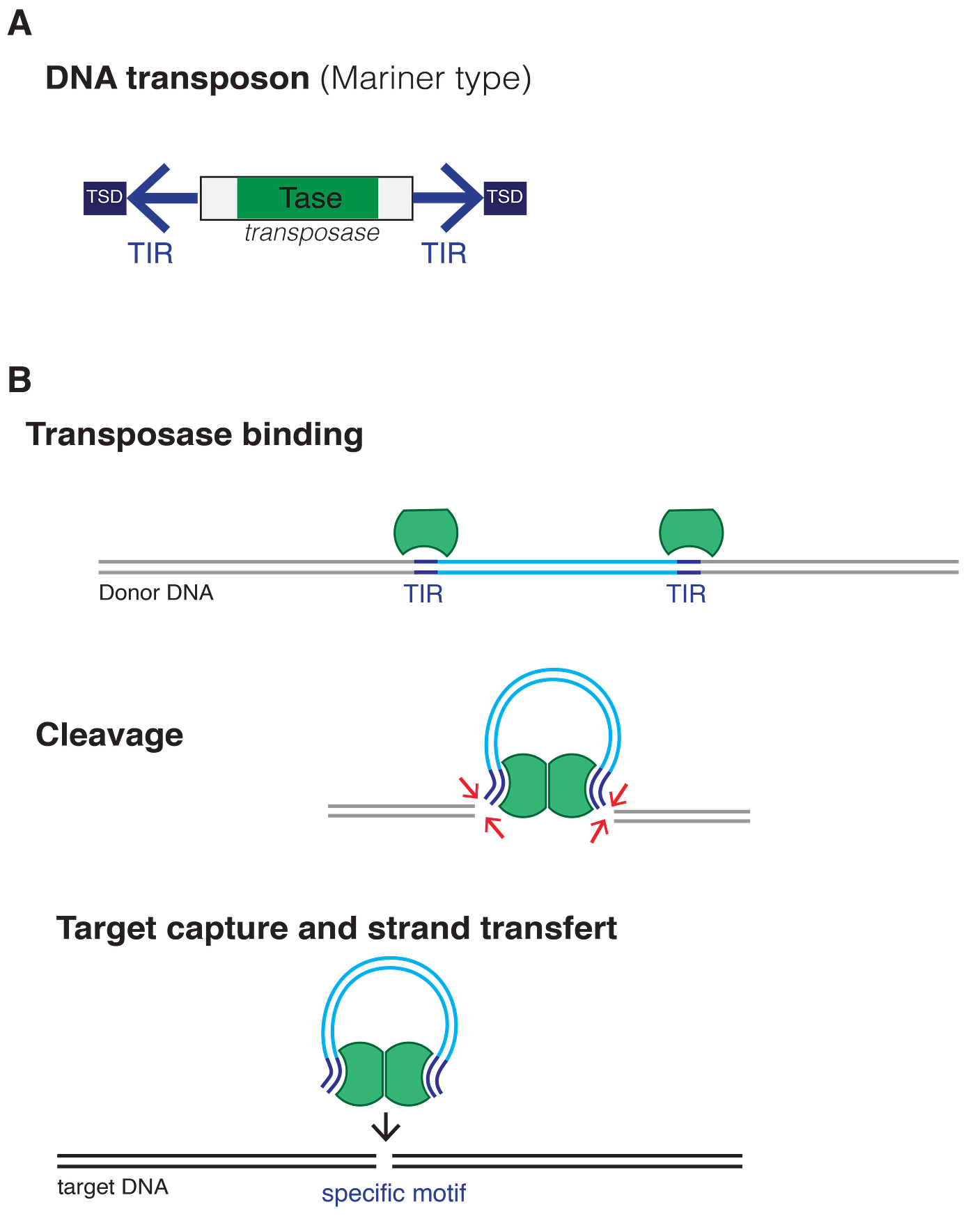 Transposon Structure and Mechanism of transposition. Image by Mariuswalter (CC BY-SA 4.0).