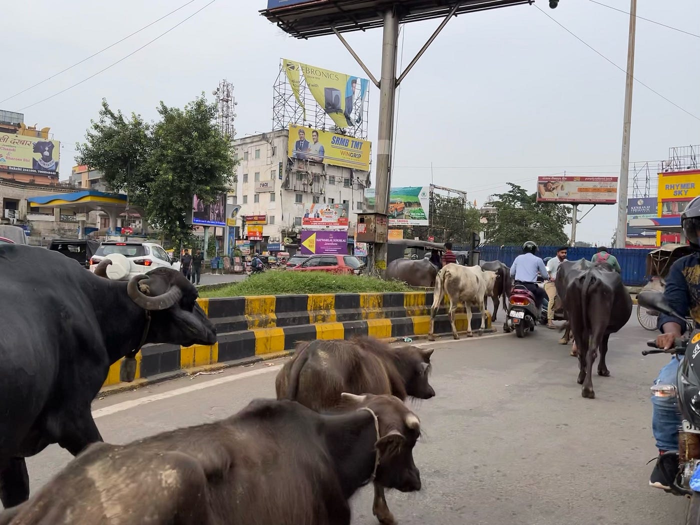 Cows on the street. Photo by Tooth Truth Roopa Vikesh , my daughter.