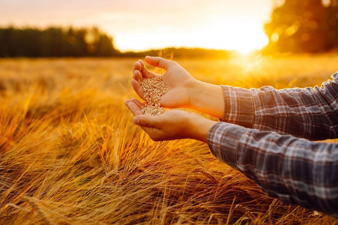The Invisible Problem in Agriculture: Why Two People Can Look at the Same Grain and See Different…