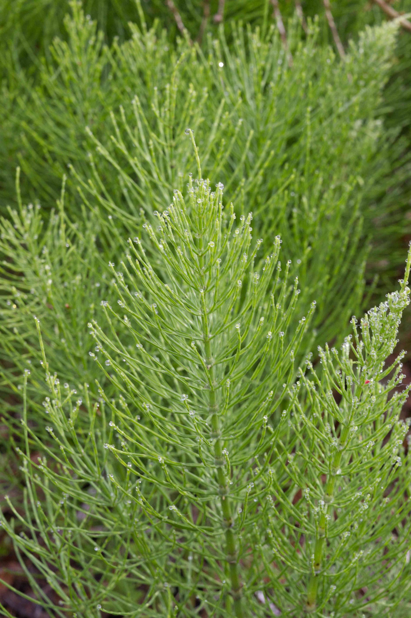 Image of Maretail plant growing in a stream
