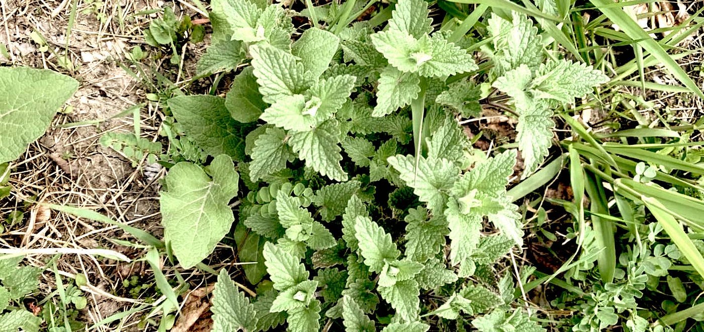 What Do Weeds Look Like in Garden: Unmasking Intruders