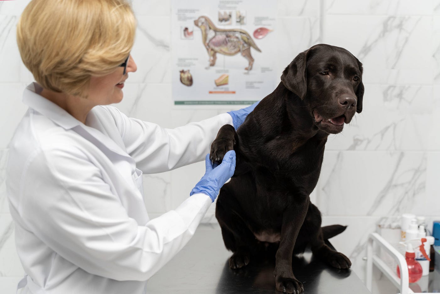 Cracked and Maybe Bloody Paw Treatment: Expert Guide