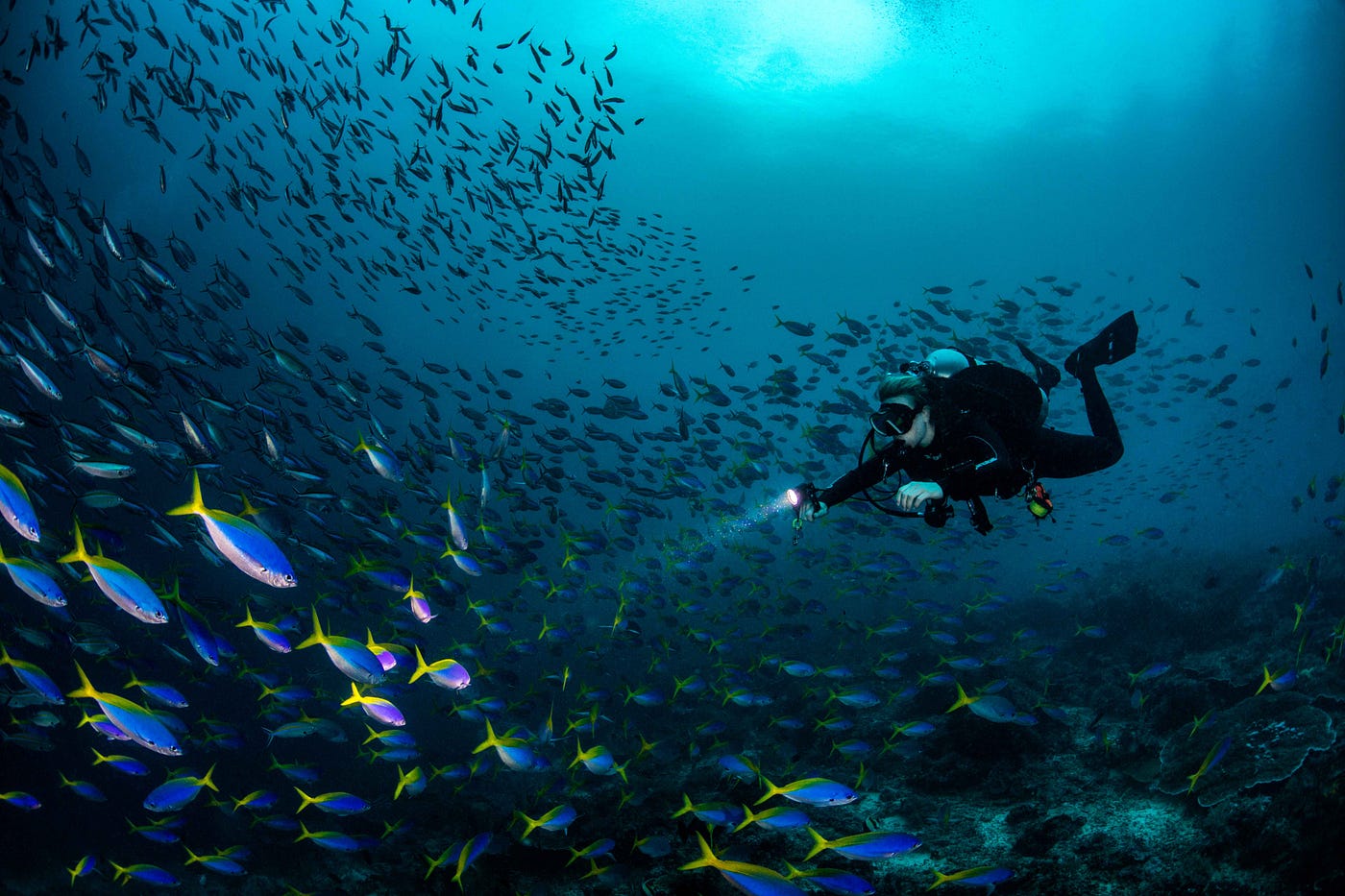 Diving in Raja Ampat