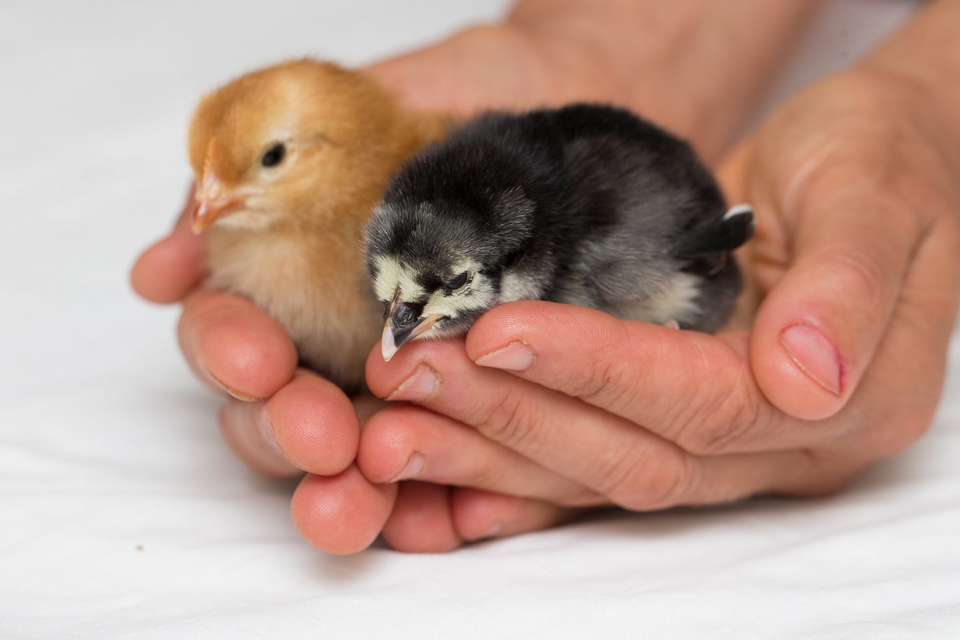 Red Baron and his little buddy, Biggles, who sadly passed away shortly after arriving at sanctuary. Both were collateral damage of the egg industry, gassed as unwanted male chicks and sold as snake food.