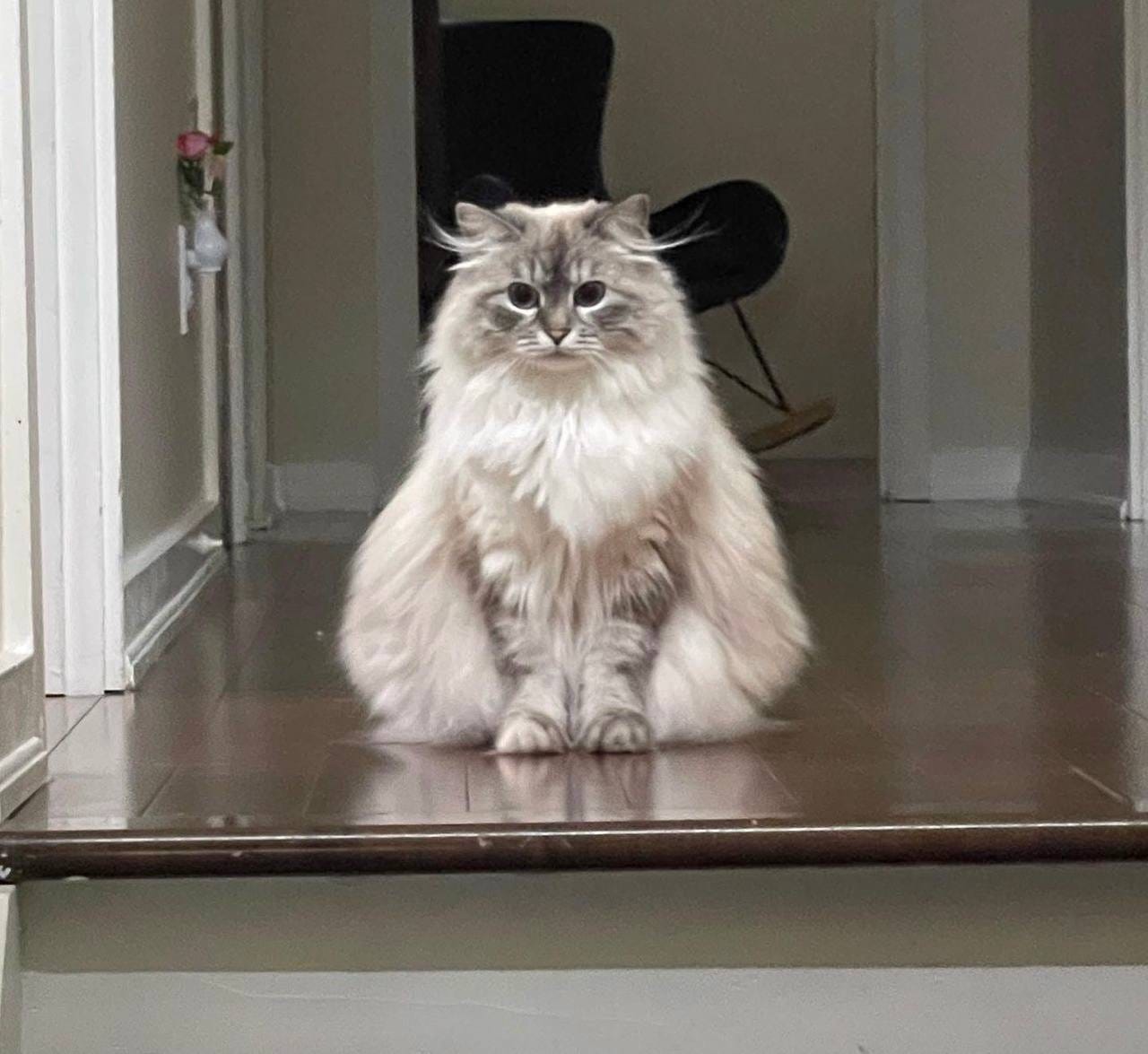 Rise of the meow , Die of the woof” | by Vitoshi Buterin | Medium