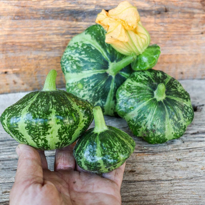 Let's Take a Look at Some New Vegetable Varieties I Will Be Planting in the  2026 Garden | by Dan Pfeifer | Gardening, Birding, and Outdoor Adventure |  Medium