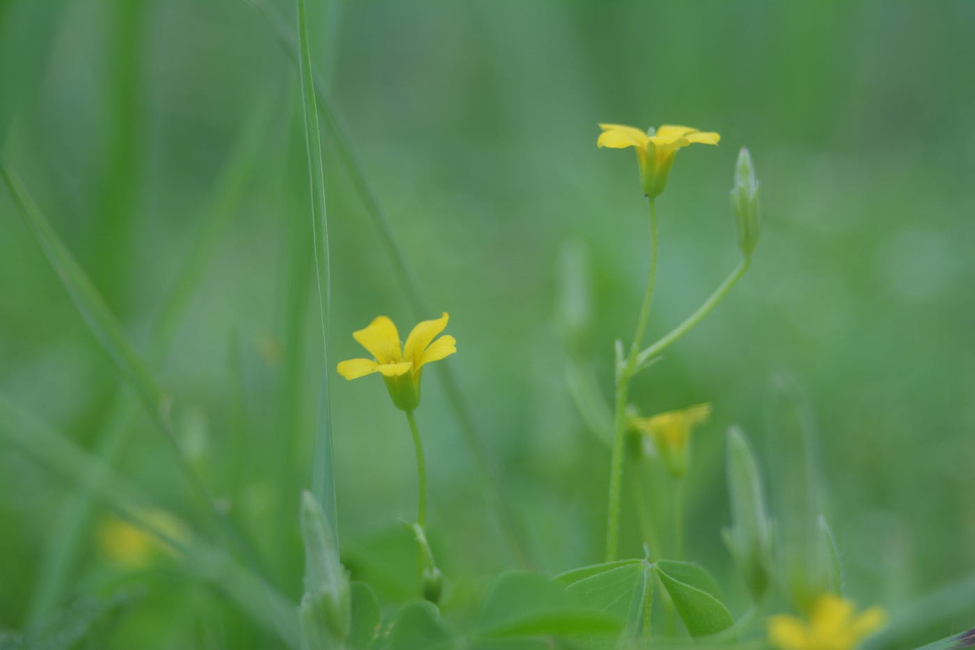Foraging Wood Sorrel