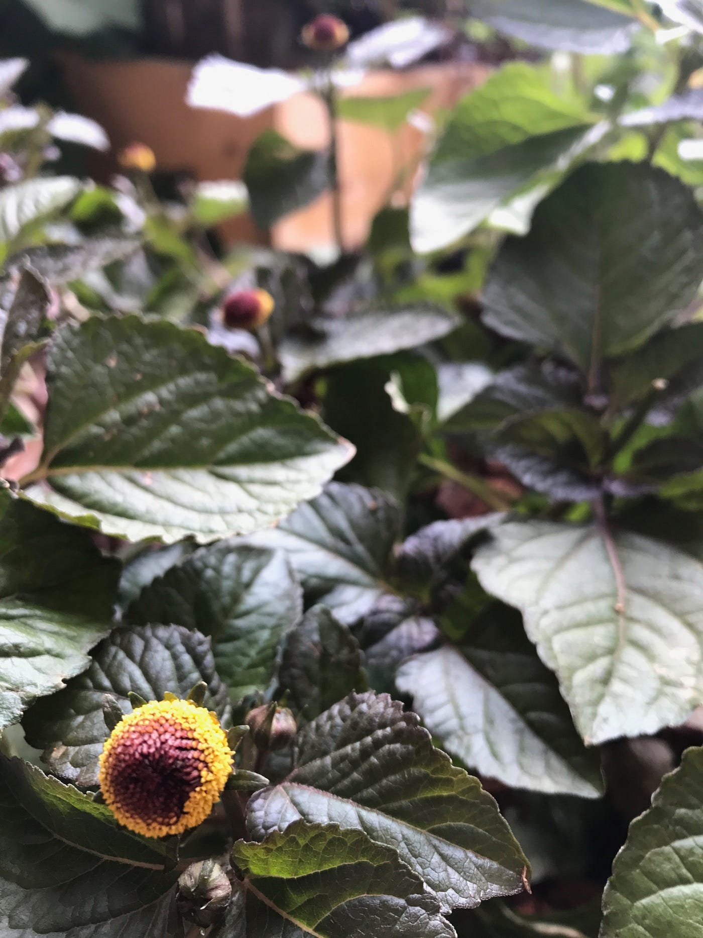 The Electric Daisy: Yes, It Makes Your Mouth Feel Like its Being  Electrocuted. | by Pull Up Your Plants! | Medium