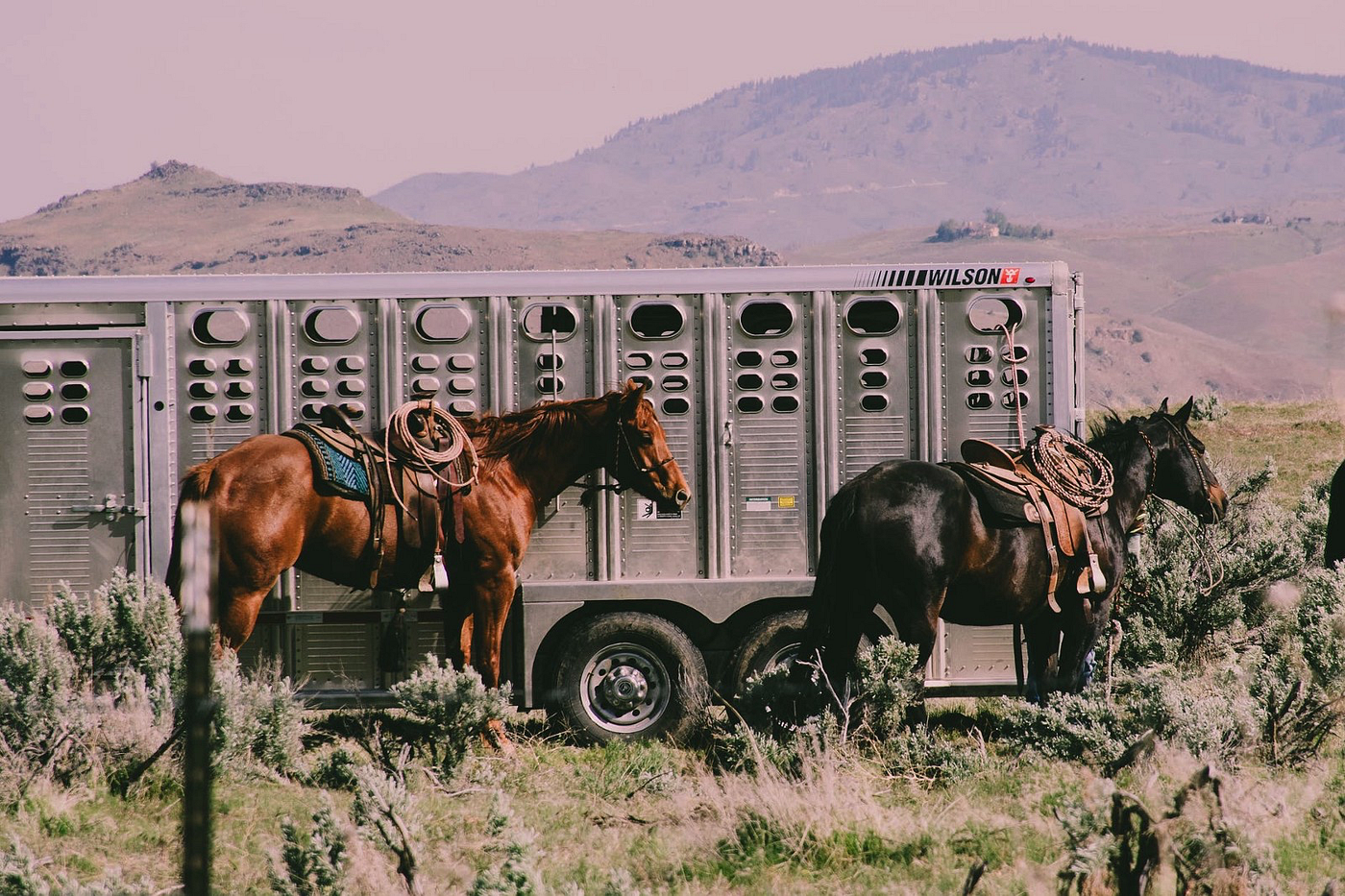 Cowboy Gear: Why Cowboys Ride Hancock Bred Horses, by Chip Schweiger
