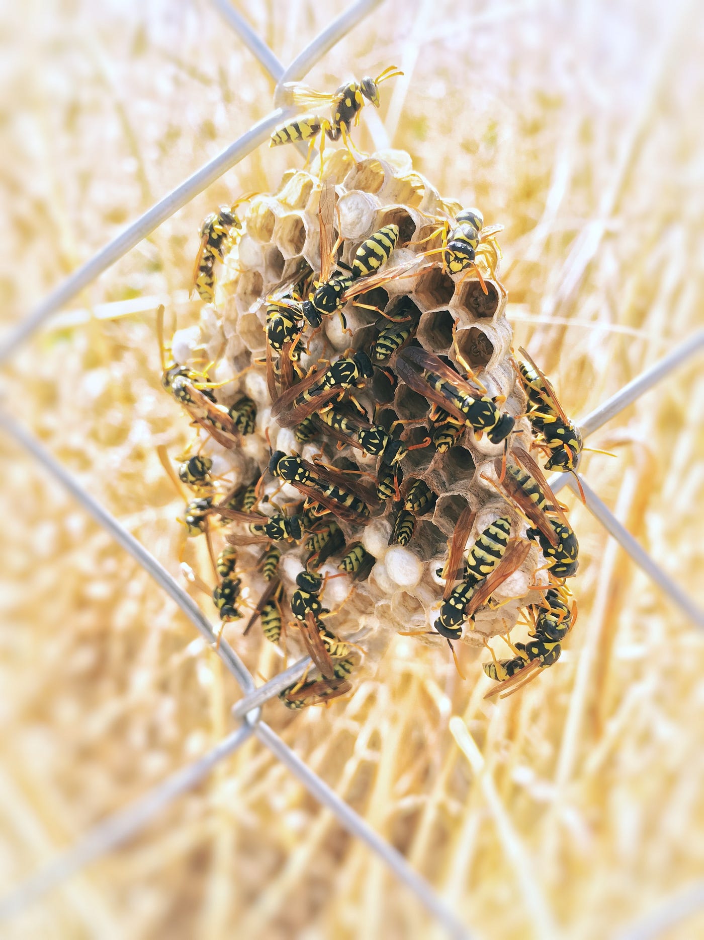 Wasp Nest Removal: Discover the Hidden Dangers of Choosing DIY Methods