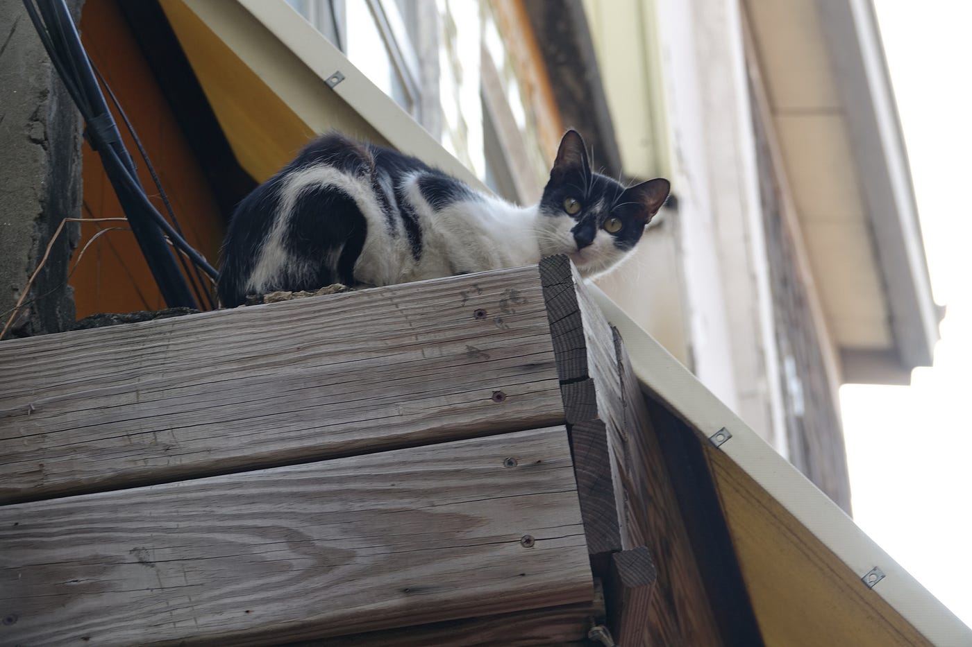 Tainan alleycat — the stareoff continues!