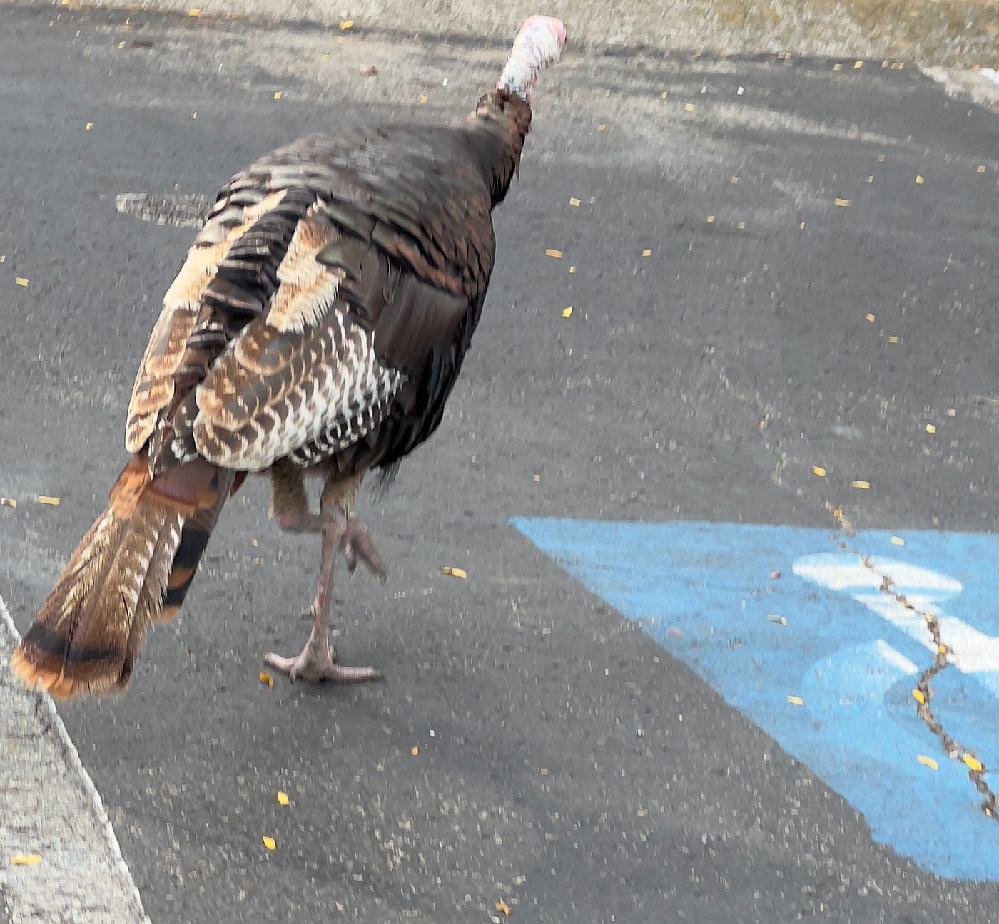 The only Thanksgiving guest smart enough to make a run for it.