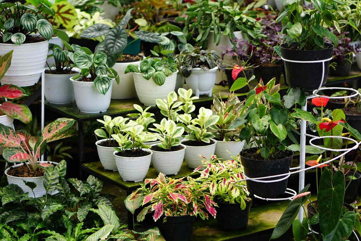Terracotta Garden Pots Versus Sustainable Garden Materials