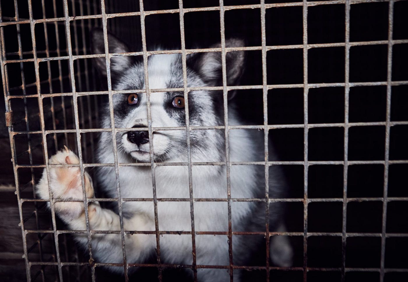Luxury Written in Blood: The Hell Behind the Fur Industry