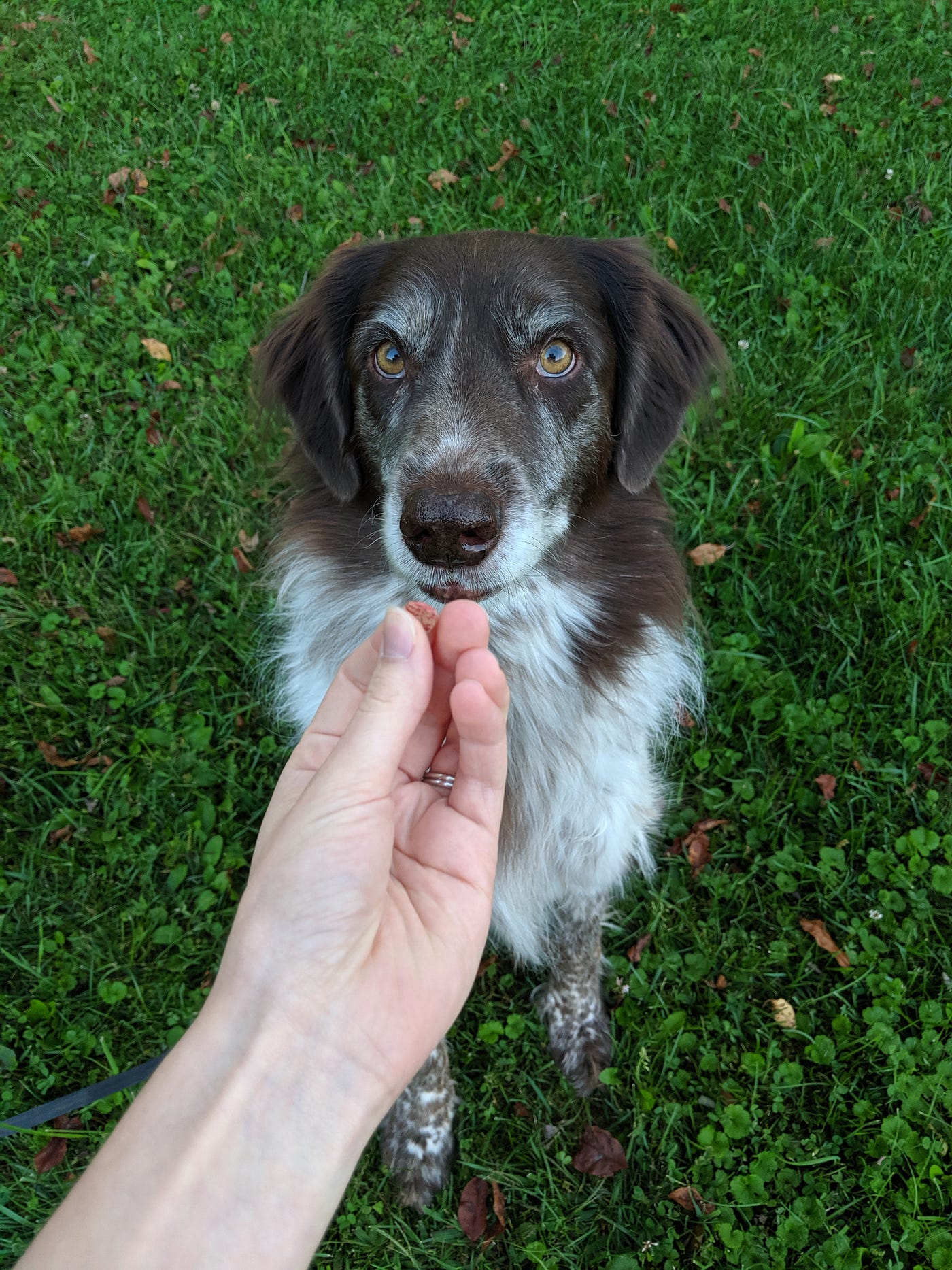 How Do You Teach A Dog To Flip A Treat On His Nose