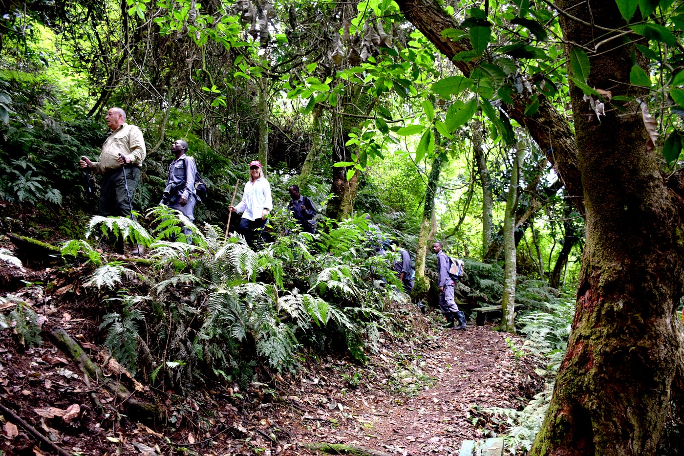 How to Prepare for Gorilla Trekking