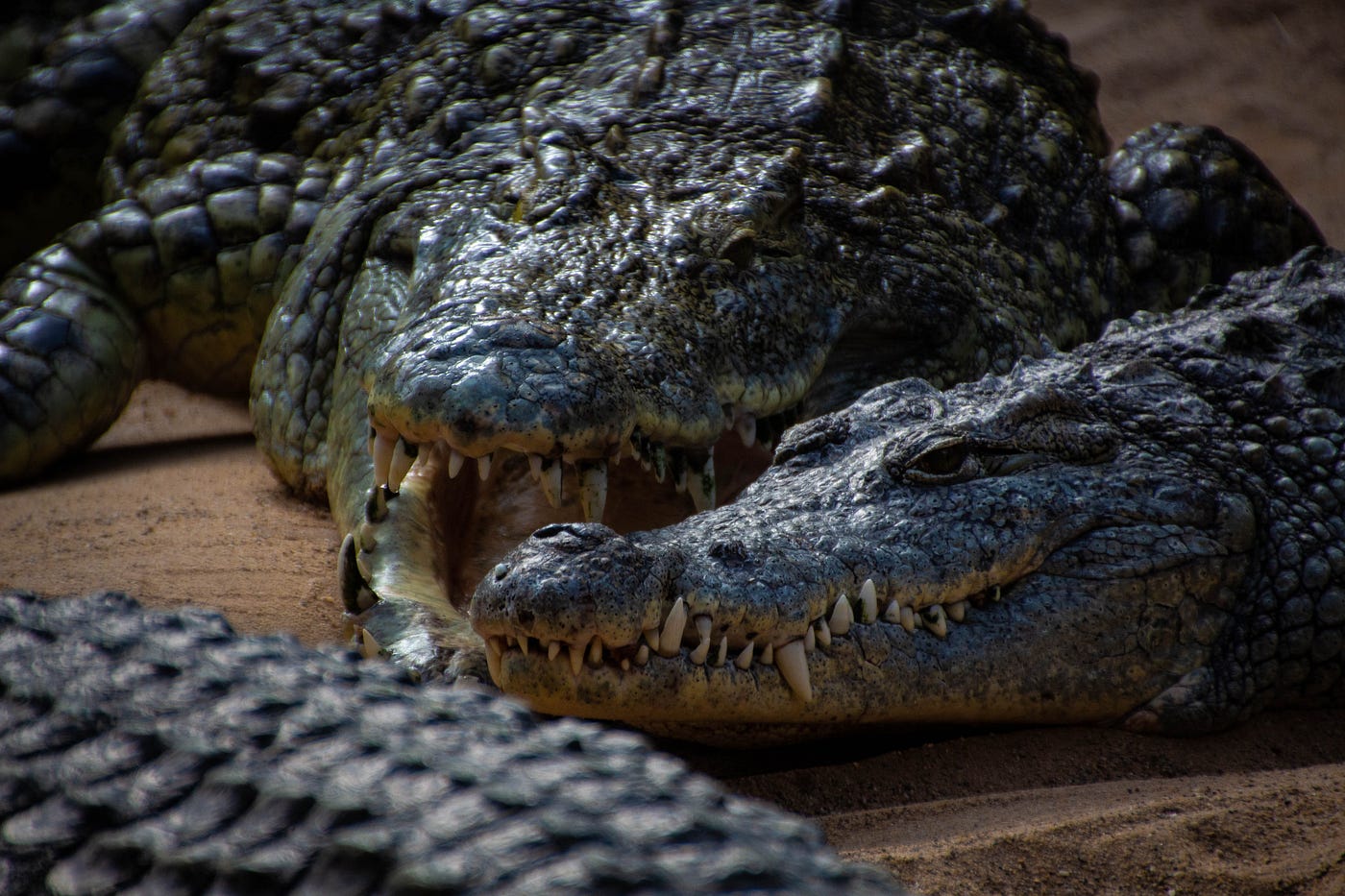 Deinosuchus: The King Of The Crocodilians 